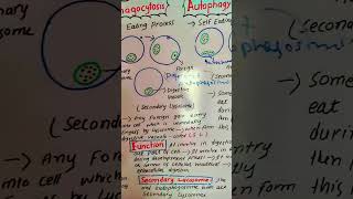 phagocytosis autophagy biology cellbiology scienceeducation [upl. by Shantee880]