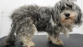 MATTED to the SKIN Sweet 16 year old dog gets a fresh start [upl. by Anar702]