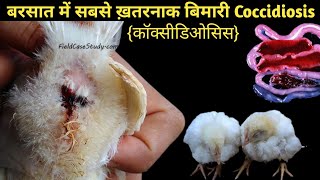 Coccidiosis Disease In Poultry  What Is Coccidiosis in Poultry  Coccidiosis Treatment [upl. by Lyn]