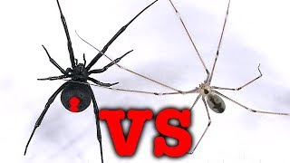 Redback Spider Vs Daddy LongLegs Spider Mythbusting Bug Battle [upl. by Neuburger]