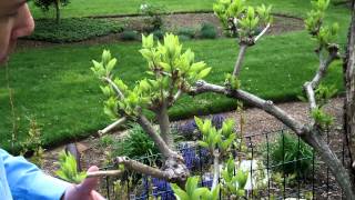 How to Prune Tree Hydrangea 2 of 3  Hydrangea paniculata  Newtown CT Garden Maintenance [upl. by Trautman241]