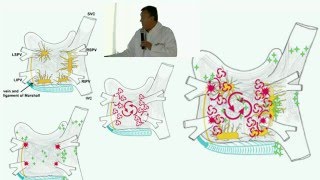 Fibrilacion Auricular [upl. by Assina]