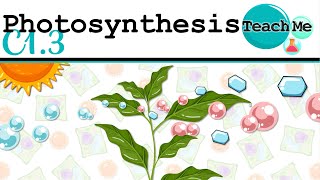 C13  Photosynthesis  IB Biology SLHL [upl. by Caritta290]