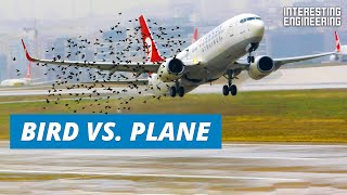 Bird Strike Jet Engine Test [upl. by Eiramyelhsa]