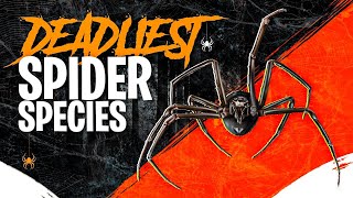 THE MOST DANGEROUS SPIDERS In The World [upl. by Ailyn]