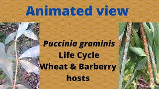 The Life Cycle of Puccinia graminis or Black Stem Rust of Wheat [upl. by Mungo]