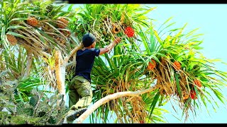 CAMPING DI TEPI LAUT PANEN BUAH KAKTUS BUAH PANDAN LAUT DAN MASAK KERANG [upl. by Ennasus178]