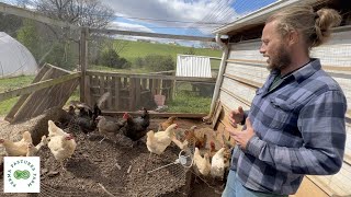 Chicken Composting System Tour  The Hollar Homestead [upl. by Ripley]