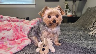 Rylie amp Puppy are FINALLY Friends 🥰 cute yorkies goodmorning Rylie viralvideo [upl. by Virgel]