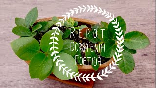 R e p o t Dorstenia Foetida 2 [upl. by Oicneconi]