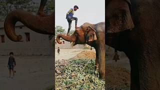 Please sporrt me 🙏👍 elephant animals funny shorts youtubeshorts love sad viralvideo status [upl. by Budwig]