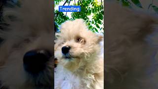 subscribe foryou fypシ゚viral fypシ shorts cute puppy dog toypoodle dogs family love happy [upl. by Burch]