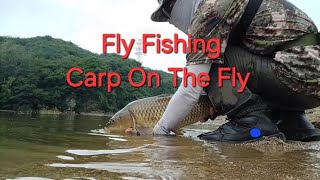 Fly Fishing  Carp On The Fly 잉어 플라이낚시 [upl. by Bathsheba355]