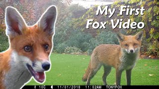 My first fox video [upl. by Lanie557]