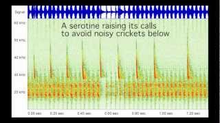 Bat call sonagrams [upl. by Ricky]