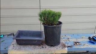 mugo pine bonsai nursery stock [upl. by Torres]