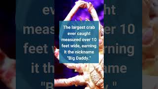 Fast Facts Biggest Crab [upl. by Niad]