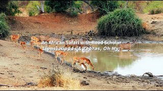 An Africa Safari With Road Scholar  Lions Hippos amp Zebras Oh My [upl. by Odo719]