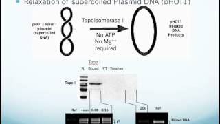 Human Topoisomerase I Assay Kit Application and Use [upl. by Nanreit]