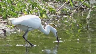 米埔自然保護區 Mai Po Nature Reserve [upl. by Dorisa710]