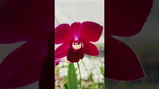 riseandshine orchid nursery largescale cultivation businessideas beautifulflowersintheworld [upl. by Brosine]