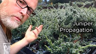 Bonsaify  Juniper Cutting Propagation StepbyStep [upl. by Arlee]