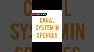 CANAL SYSTEM IN SPONGES [upl. by Biddick]