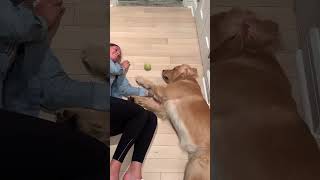 Ballspielen geht immer – auch wenn man Hundemüde ist 😅 deinetierwelt funnydog goldenretriever [upl. by Einaffets441]