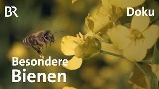 Wunderbiene am Nil Ein deutscher Imker auf Mission gegen das Bienensterben  DokThema  Doku  BR [upl. by Aed352]