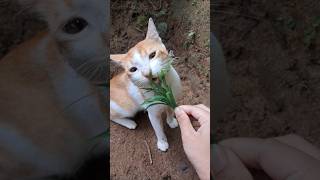 Eating grass jimmy youtubeshorts cute video [upl. by Yorel541]