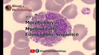 Morphology of myeloid cells part 2 Eosinophilic sequence [upl. by Oratnek]