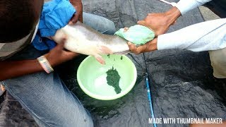 FISH BREEDING SYSTEM  BIG FISH HEAD EGGS HATCHERY ARTIFICIAL FERTILIZATION OF FISH EGGS [upl. by Ingeberg]