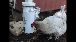 Important Items to Keep on Hand for Chickens [upl. by Brittne]