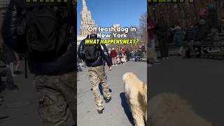 Off leash dog in New York 🏙️🐕dog dogtrainer newyork [upl. by Carrnan]