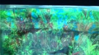 How to Cycle a Fish Tank [upl. by Prissy566]