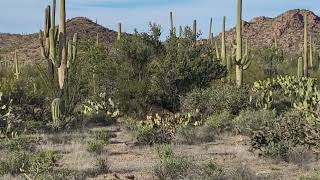 Saguaro National Park [upl. by Colin]