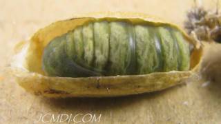 Hidden Nature Silkmoth Metamorphosis Pupation HD Timelapse V05248 [upl. by Hanikas]