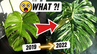 How I grew my Monstera Thai Constellation this BIG 😮 Monstera Plant Care 💚 The Journey in LECA [upl. by Hepsoj842]