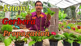 How to Propagate GERBERA Plants [upl. by Leanatan]