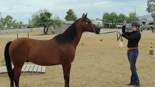 Halter GeldingsStallions  SSC Summer Series  June 2024 Horse Show [upl. by Lleinad]