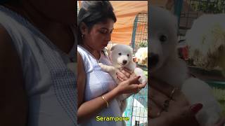 Cheapest Pet Market Serampore l Dog Lovers l shorts [upl. by Dnaltruoc469]