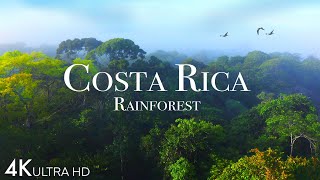 Amazon 4k  The World’s Largest Tropical Rainforest Part 2  Jungle Sounds  Scenic Relaxation Film [upl. by Kimmy]