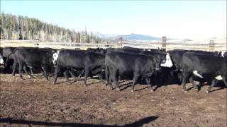 Knott Land amp Livestock 2015 Angus Hereford Cross Bred Heifers [upl. by Robert327]