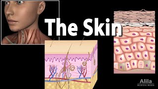 Anatomy and Physiology of the Skin Animation [upl. by Harol9]