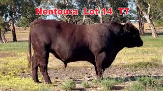 2024 Naracoorte Shorthorn Bull Sale NENTOURA Lot14 T7 [upl. by Flossy]