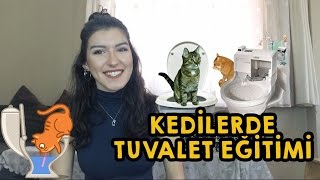 KEDİLERDE TUVALET EĞİTİMİ  Doğru Kumu ve Kum Kabını Seçmek [upl. by Kamaria]