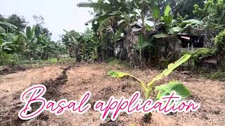 PAG APPLY NG HERBICIDE  GRASS ZERO herbicide grasszero talong farmer bohol up [upl. by Ynots]