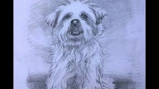 HOND voor beginners grafiet potlood tekening [upl. by Eigger]