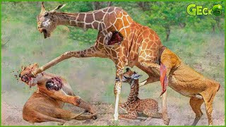 Moment Giraffe Kicks Ferocious Lion In The Face To Protect Baby Giraffe  Fighting Animals [upl. by Petrine]