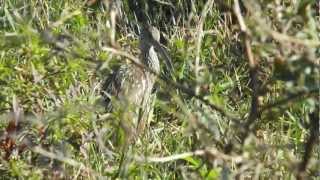 BITTERN AND LIMPKIN [upl. by Nabe]